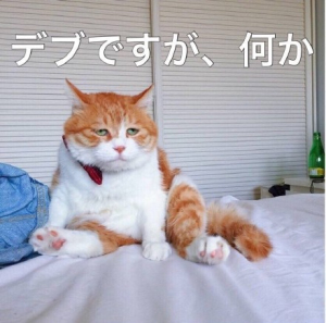 悲伤猫日语表情包高清图片