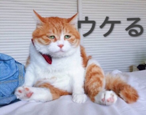 悲伤猫日语表情包高清图片