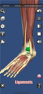 3D解剖(3D Anatomy)