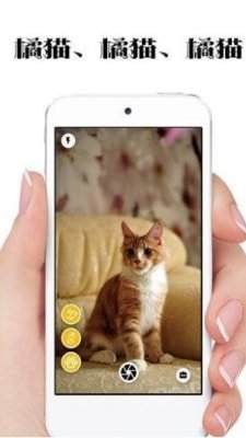 极简猫咪相机