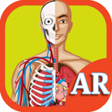 AR人体器官