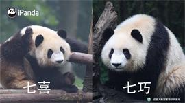 大熊猫认脸APP是什么软件 大熊猫认脸APP有什么功能