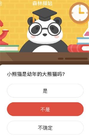 小熊猫是幼年的大熊猫吗 森林驿站1月17日森林小课堂答案