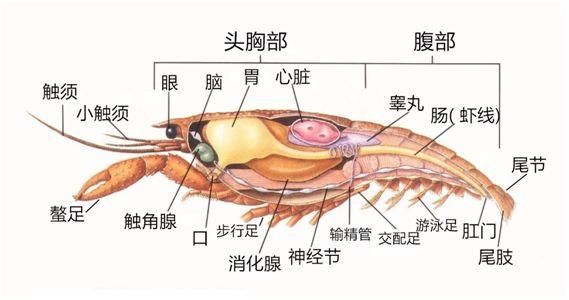 小龙虾的心脏长在身体的什么位置 蚂蚁庄园7月9日答案是虾头还是虾尾
