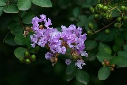 蚂蚁庄园今日答案 植物也怕“痒”，下面哪种植物被称为痒痒树