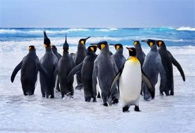 蚂蚁庄园今日答案 企鹅们行走时为什么经常排成一列纵队