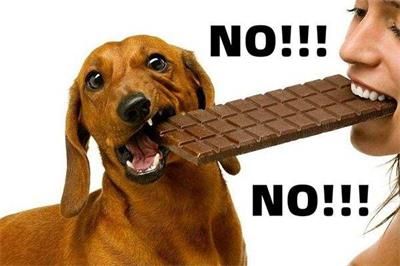 蚂蚁庄园今日答案 巧克力是很多人眼里的美食,能喂给狗狗吃吗