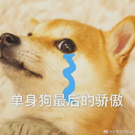 情人节表情包搞笑图片截图6