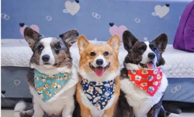 抖音三只小狗跳舞表情包