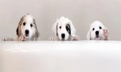 抖音三只小狗跳舞表情包截图3