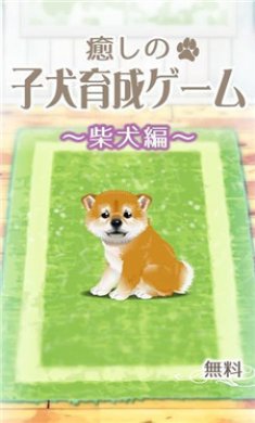 治愈系柴犬育成