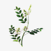 植物百科app最新版